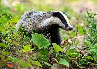 BBC Hereford & Worcester - Elliott & Toni at Breakfast 23Aug16 - the badger cull extension