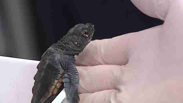 Las tortugas bobas recién nacidas en Valencia llegan al mundo llenas de energía