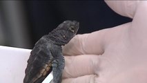 Las tortugas bobas recién nacidas en Valencia llegan al mundo llenas de energía