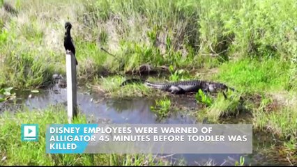 Disney employees were warned of alligator 45 minutes before toddler was killed