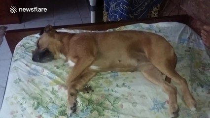 Dog can't stop running in her sleep