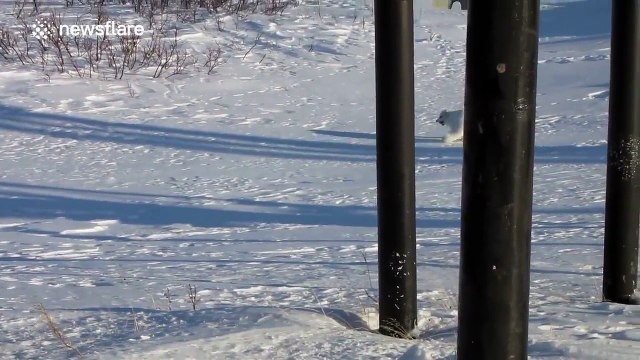 Arctic fox hides food under the snow