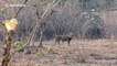 Lion charges tourists on walking safari tour in Kruger National Park.