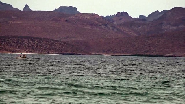 Whales~ 2 min. & 4 min.