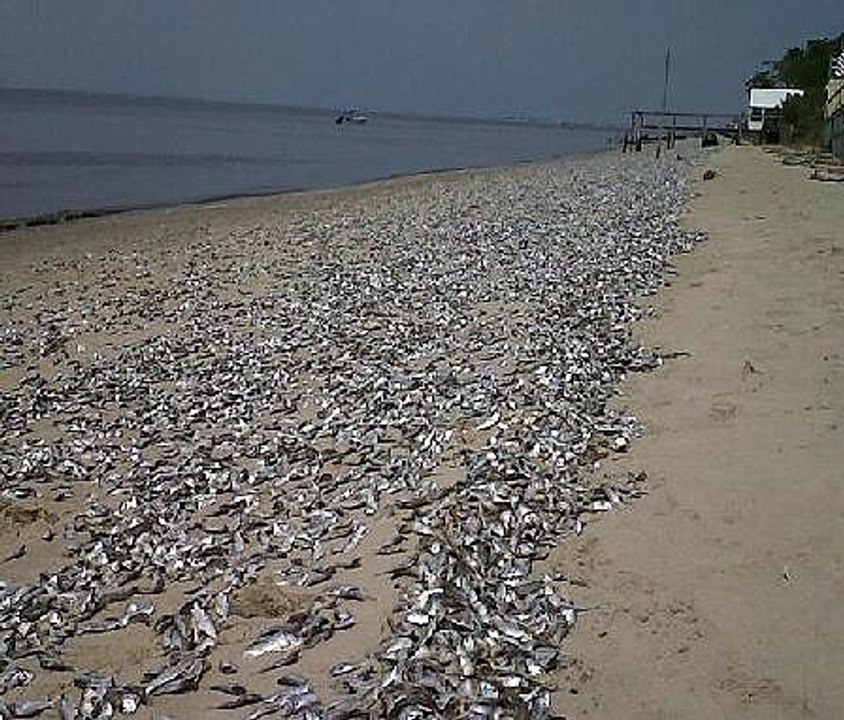 New Jersey Dead Fish