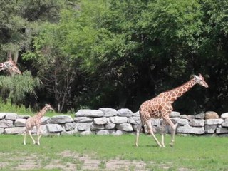 Detroit Zoo's new baby giraffe meets her family for the first time