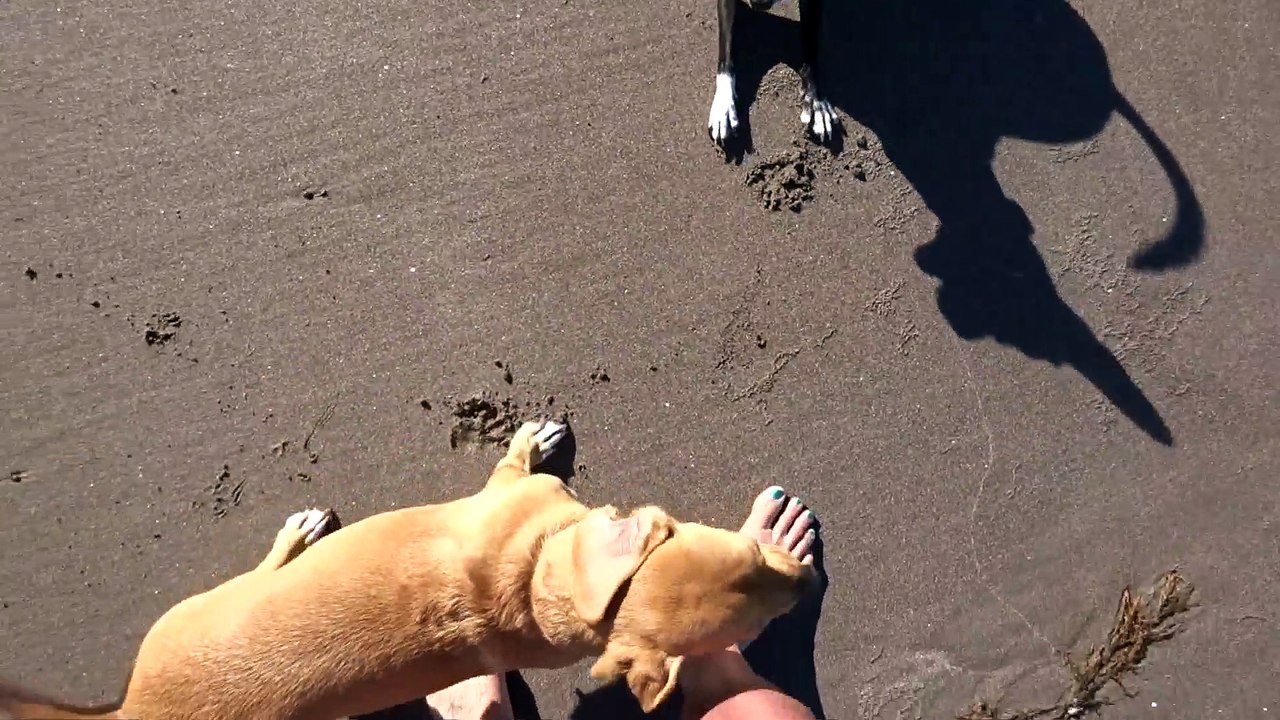 Chili trying to play with Nana on beach