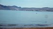 Calm water, dolphins jumping & playing in Baja