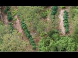 Calabria - Otto piantagioni di marijuana sequestrate nella Locride (24.08.16)