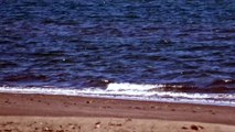 Dolphins fishing in Baja with Chili by water