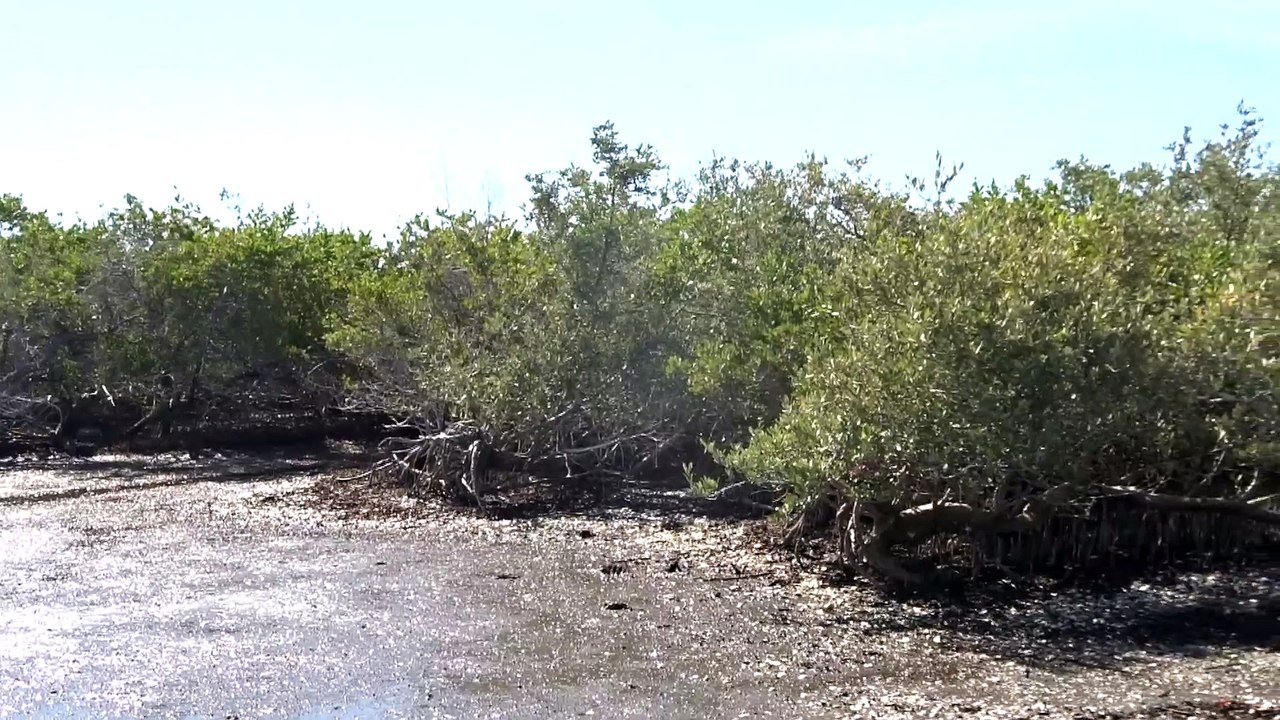Camping at this Marsh in Baja