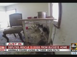 Thirteen dogs removed from Buckeye home