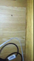 Spiders up in its connecting one another the greatest insect