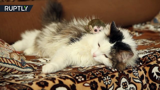 Un chat adopte un bébé singe rejeté par sa mère