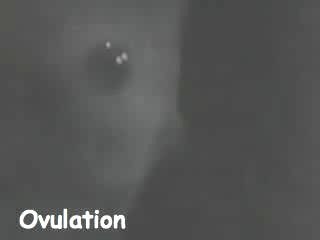 Ovulation
