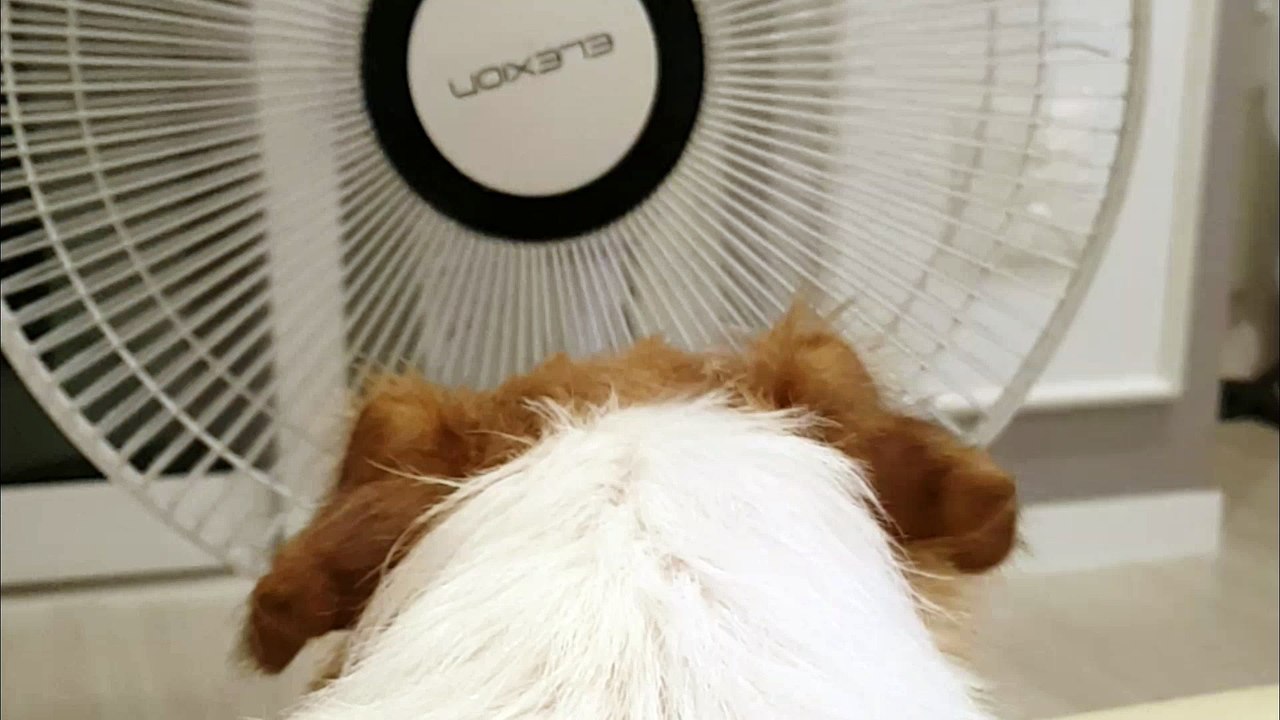 This place is super cool~ Clever! Jack Russell.