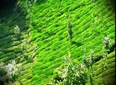 24 Doğa 49. Bölüm Sürdürülebilir Çay Turizmi
