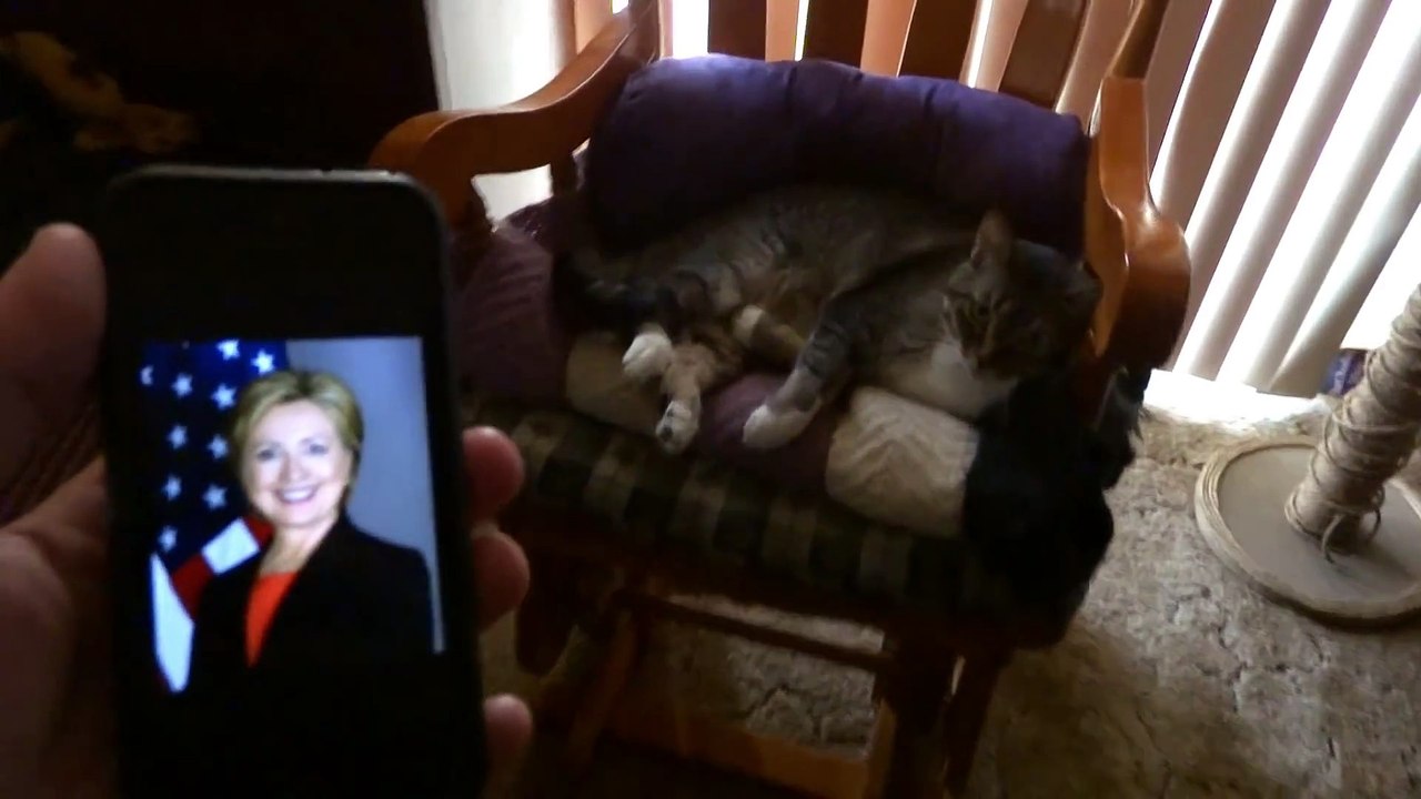 Ce chat déteste absolument Donald Trump LOL