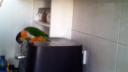 Perroquet qui s'éclate sur de la musique celtique