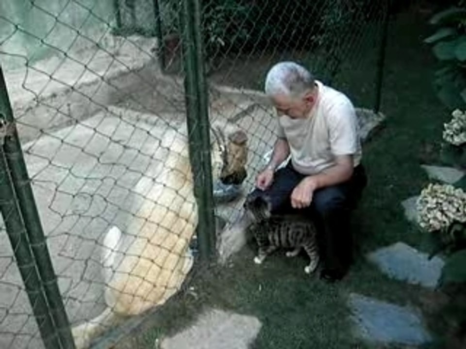 dog & kitten