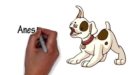 Doggy Smile: Non anastethicg Pet Teeth Cleaning