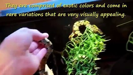 Wild Animals You Can Own as pets!