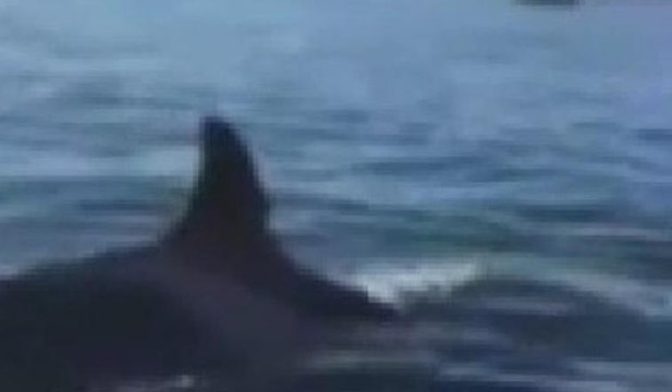 Fok balığı katil balinalardan böyle kaçtı