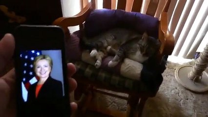 Ce chat déteste Donald Trump