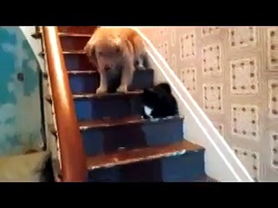 Köpek ile kedi