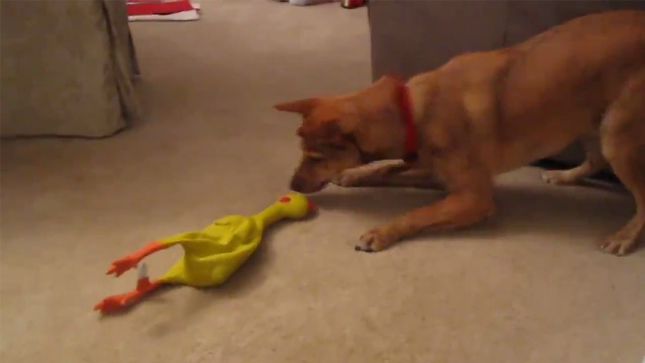 Chien vs Poulet en caoutchouc