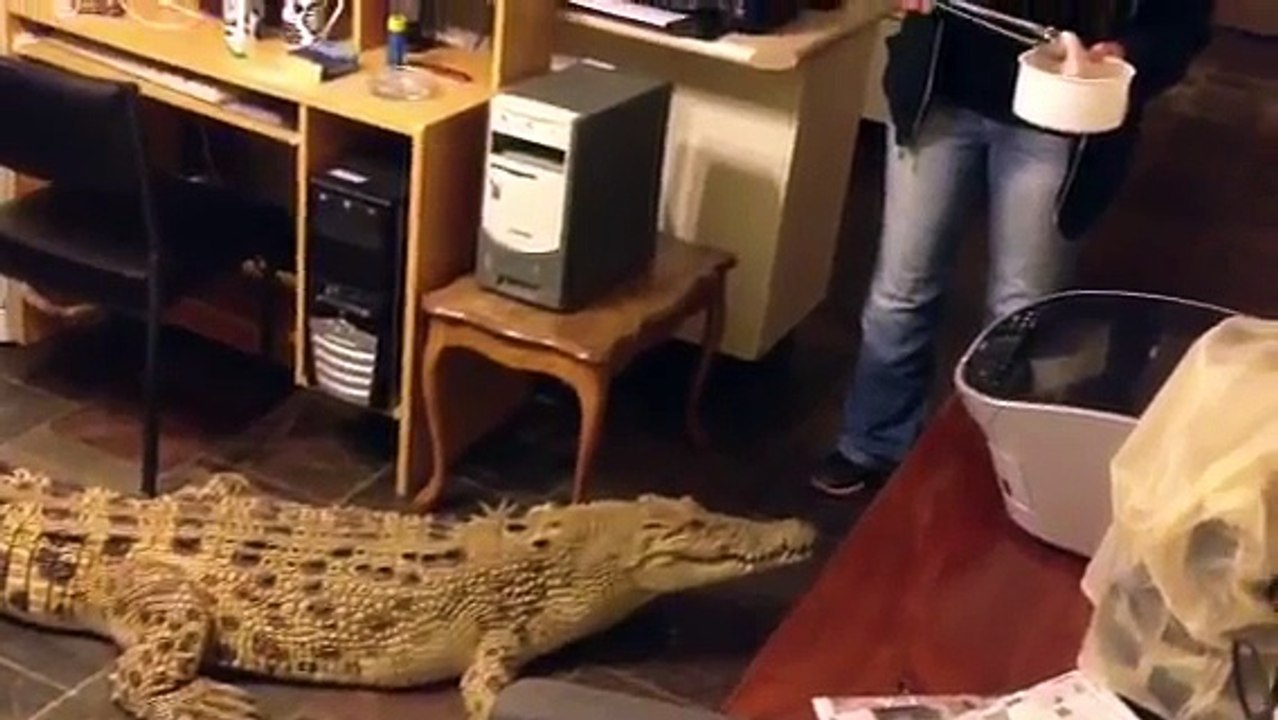 Pet Crocodile!