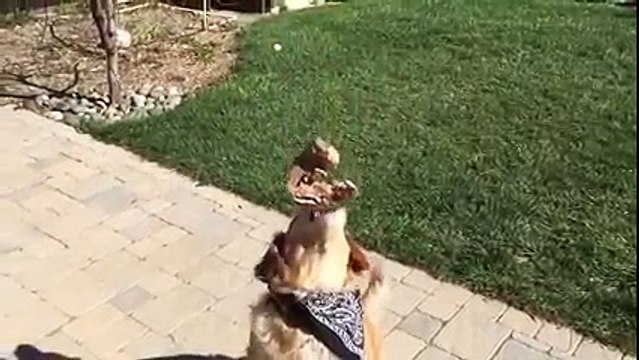 Il Cane con i Riflessi più Lenti e più Strani del Mondo