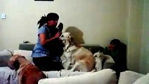 I Cani difendono il Bambino dalla Madre, che Finge di Picchiarlo