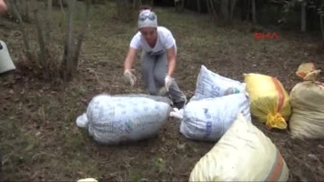 Üniversite Öğrencileri Staj Kapsamında Fındık Topladı