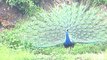 Wild Indian Peacock Dancing for Rain in Jungle