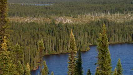 Top 10 Most Dangerous Forests In The World 2016