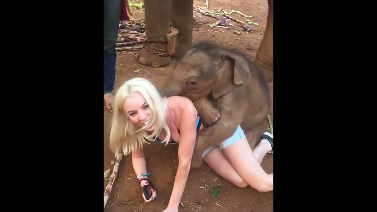 Elephant gone crazy with Girl