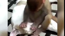 انگریز کی بلی نے ایک بندر کے بچے کو گود لے رکھا ہے اسے ڈر لگا رہتا ہے کہیں اسے چوٹ نہ لگ جائے