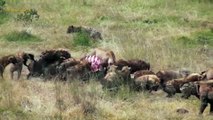 Jungle Battle Between Lions and Hyenas and The King