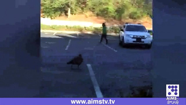 لڑکے نے جب پرندے کو تنگ کیا پھر اس کے ساتھ کیا ہوا دیکھیے اس ویڈیو میں