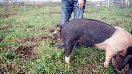Como se "endireita" a cauda de um porco em apenas 1 segundo