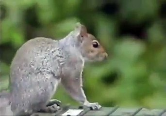 چوہے  کی کمال دیکھو .اِتنا مشکل راستہ پار کرکے کھانے کیلئے پہنچا