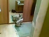 Ce chat s’énerve lorsqu’il voit son double dans un miroir. Observez sa réaction