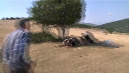 Yaşlı Çift Telef Olan İneklerine Sarılıp Ağladı