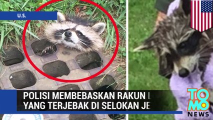 Rakun lucu kepalanya nongol dari lubang jeruji - Tomonews