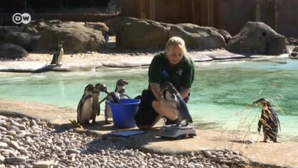 Hayvanat bahçesinde zorlu görev