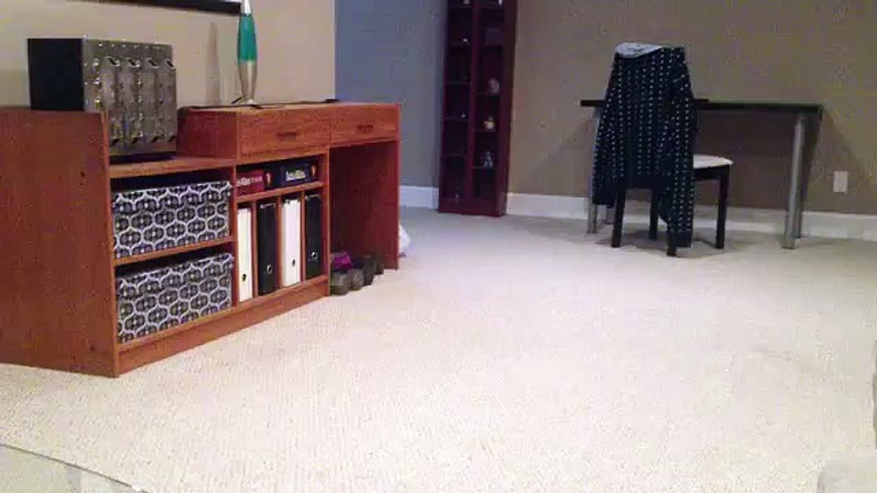 Un chat qui joue comme un chien !