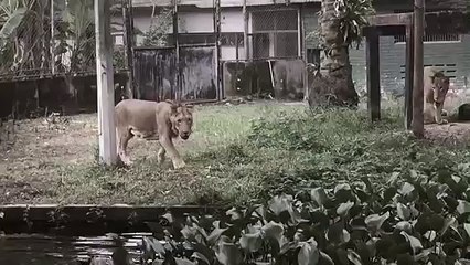 Александр Король - Книга Частоты 10 Серия - юродивый