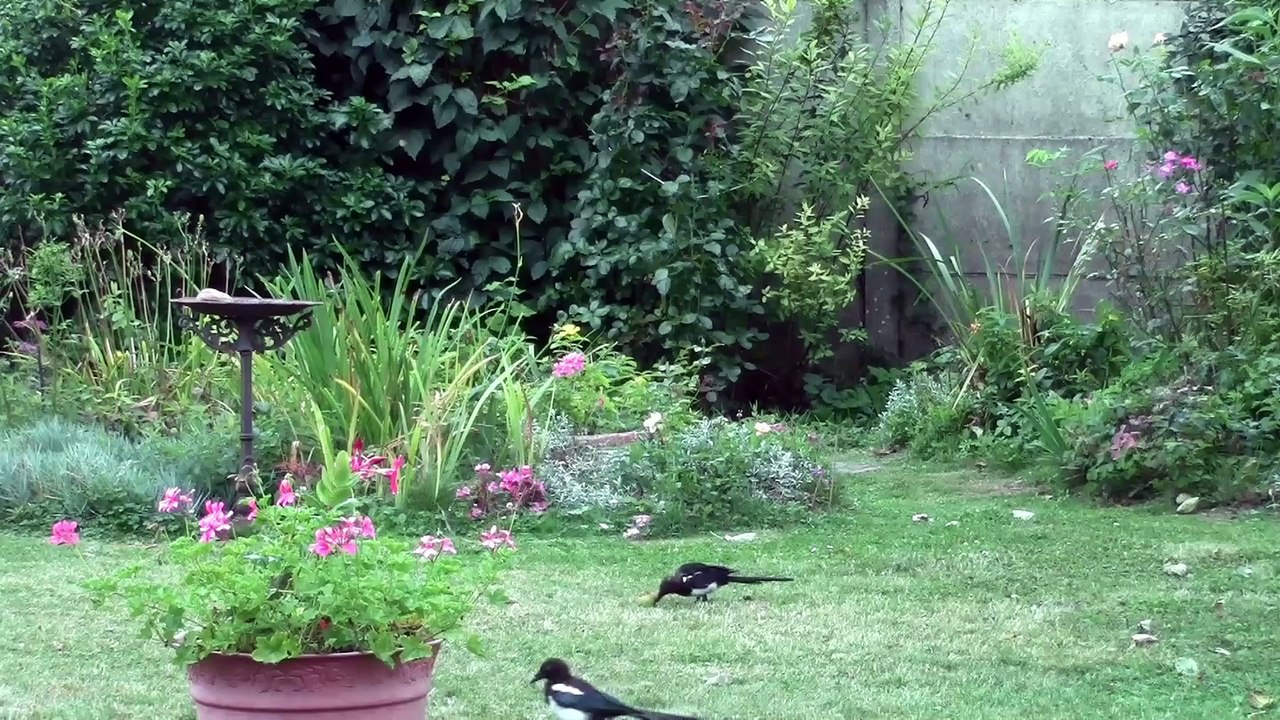 Cousinades chez les pies