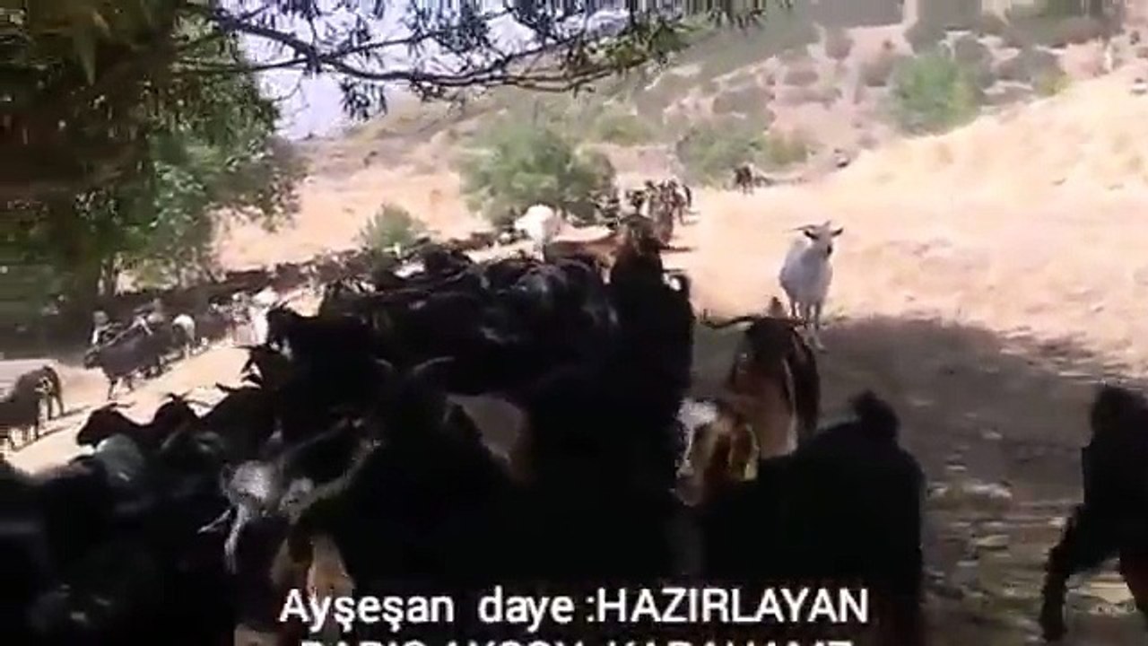 YÜREK YAKAN KÜRTÇE MÜZÎK ŞARKI AYŞEŞAN DENGBEJİ UZUN HAVA XERÎBÎM DAYE KANİYA KEWA MUŞ 2016